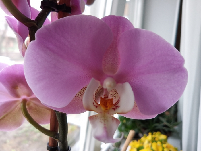 Обзор ZTE Blade 20 Smart – Фото2