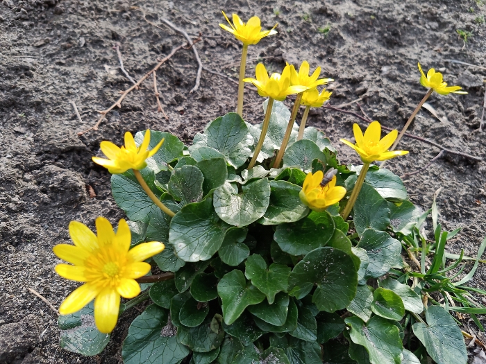 Обзор ZTE Blade A5 2020 – Фото3