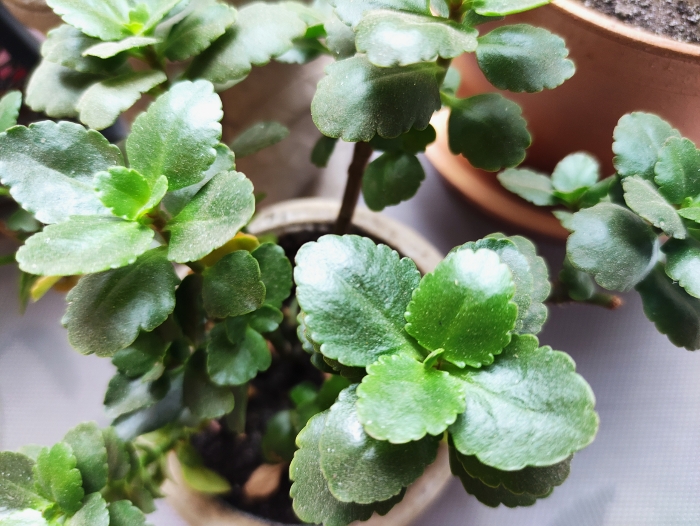 Обзор Poco X3 – Основной2