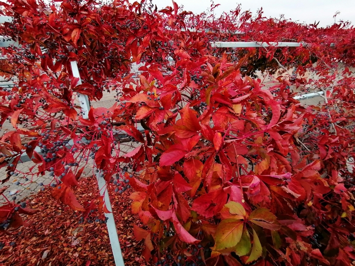 Обзор Huawei P Smart 2021 – Основной10