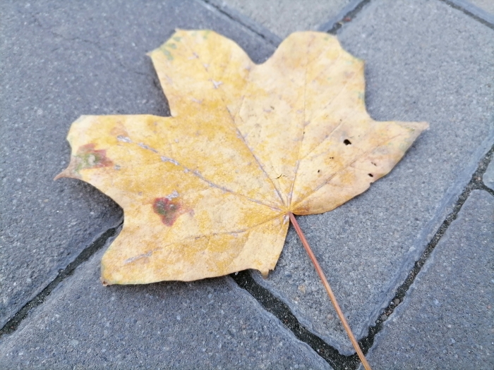 Обзор Huawei P Smart 2021 – Основной11