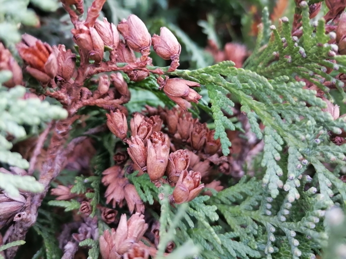 Обзор Huawei P Smart 2021 – Основной12