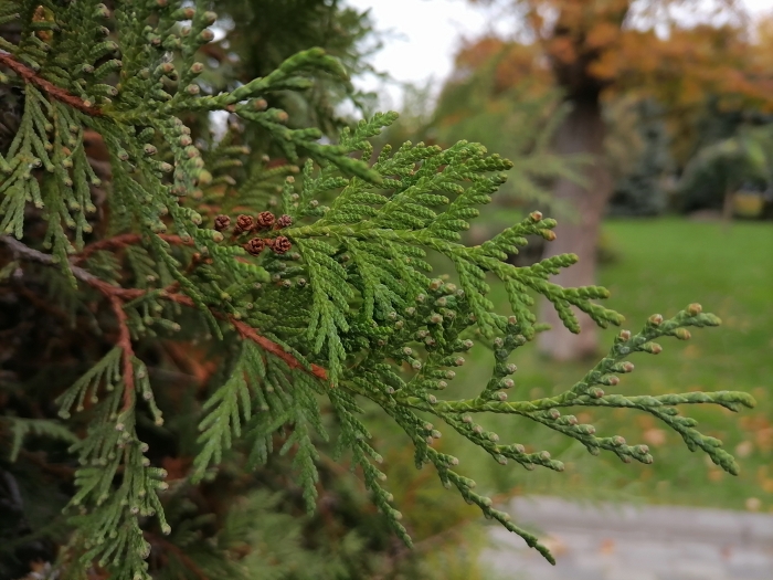 Обзор Huawei P Smart 2021 – Основной8