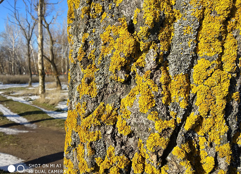 Баттл проверенных середнячков Xiaomi Mi A1 и Xiaomi Redmi 5 Plus - Mi A1 пример фото 1