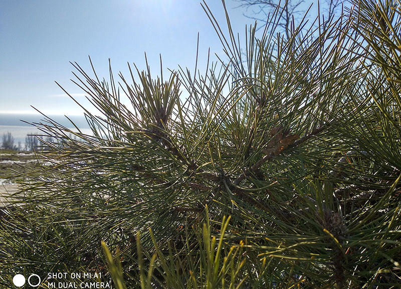 Баттл проверенных середнячков Xiaomi Mi A1 и Xiaomi Redmi 5 Plus - Mi A1 пример фото 3