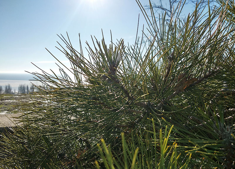 Баттл проверенных середнячков Xiaomi Mi A1 и Xiaomi Redmi 5 Plus - Redmi 5 Plus пример фото 3