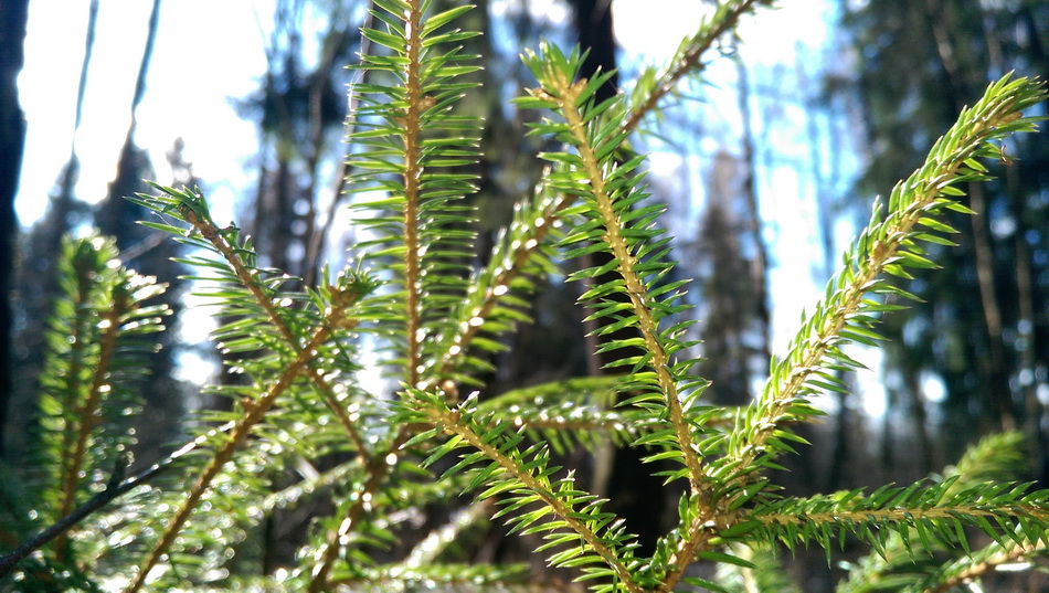 HTC One (M8)-пример снимка HTC One (M8)-пример снимка