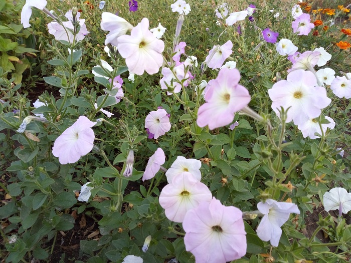 IMG_20180918_084634_4