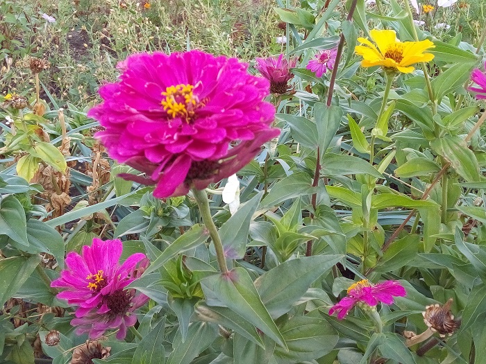 IMG_20180918_084708_7