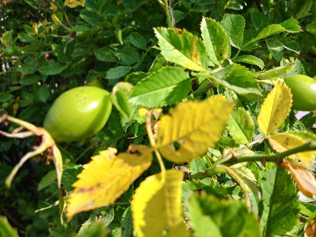 LG Q6 M700-пример фото с основной камеры 10