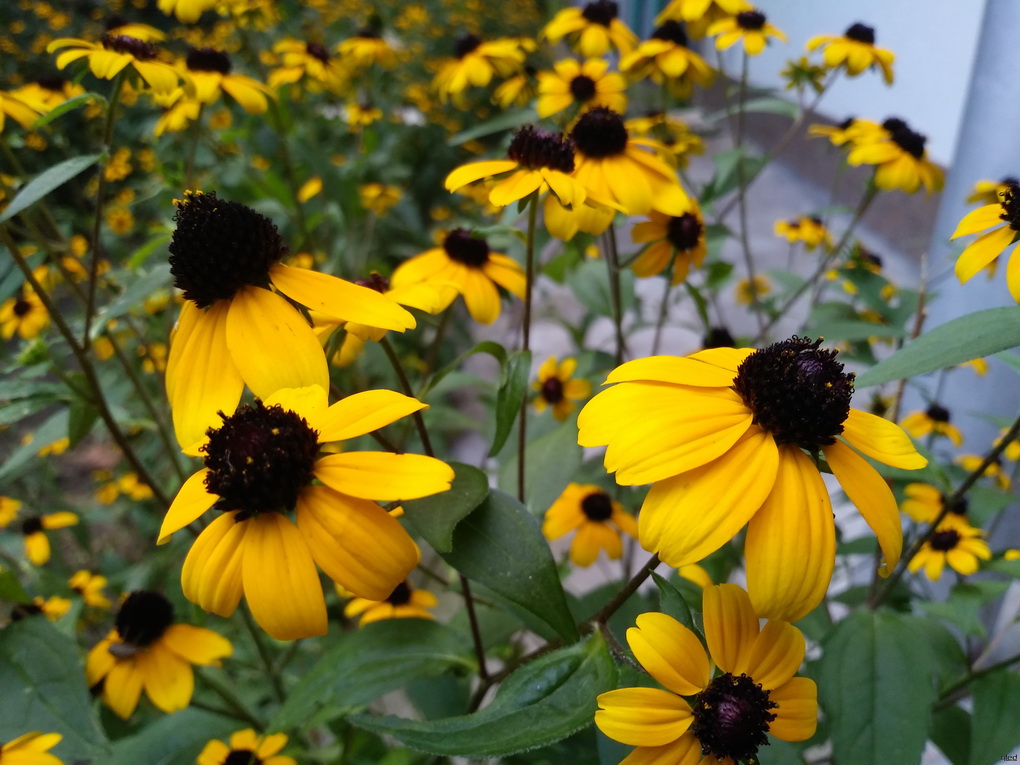 LG Q6 M700-пример фото с основной камеры 15