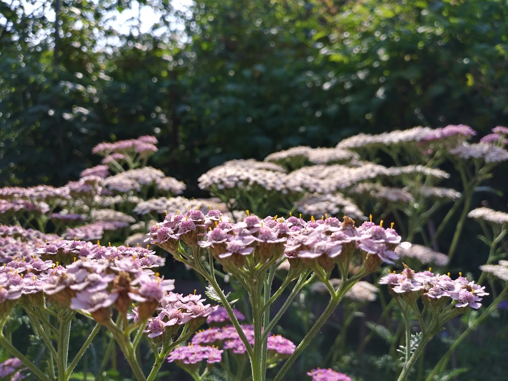 LG Q6 M700-пример фото с основной камеры 3