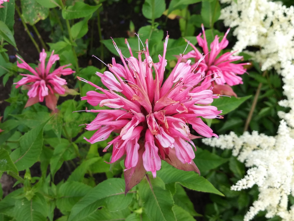 LG Q6 M700-пример фото с основной камеры 4