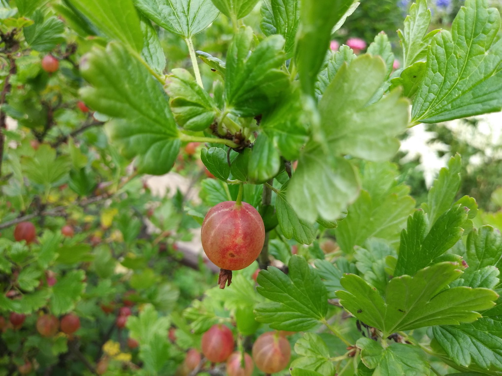 LG Q6 M700-пример фото с основной камеры 5