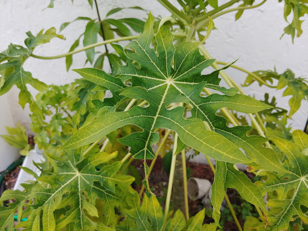 LG V30-camera samples 1