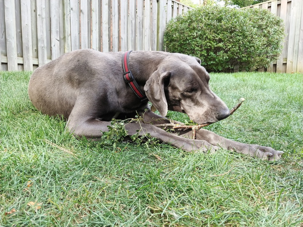 LG V30-camera samples 21