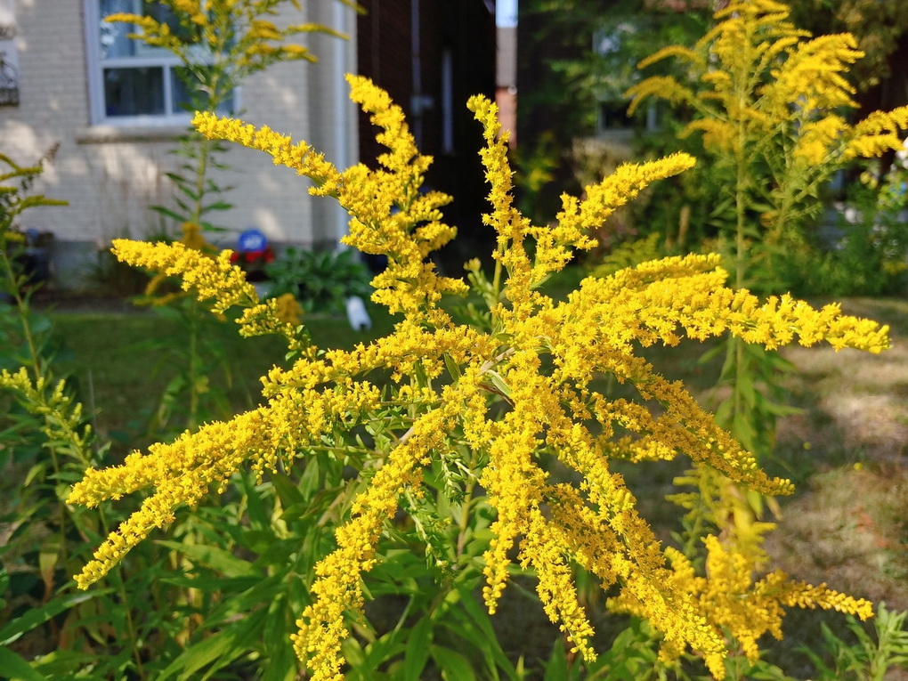 LG V30-camera samples 22