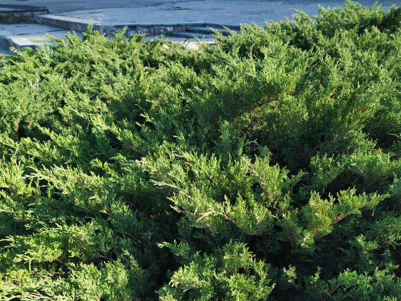 Обзор Xiaomi Mi A2 - 3