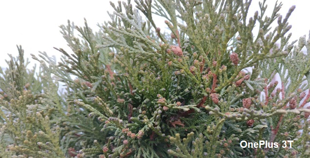 Примеры фотографий сделанных на смартфон OnePlus 3T