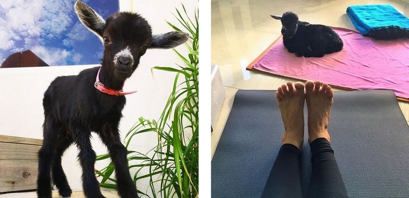 Rachel Brathen-йога с козой фото 4