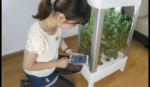 BNPS.co.uk (01202 558833) Pic: Niwa/BNPS Green-fingered geeks have invented the world's first greenhouse that can be controlled by a smartphone - so wannabe gardens can grow fruit and veg in their own homes. The revolutionary indoor gadget boasts a built-in miniature computer that detects when plants need water and the ideal temperature for their growth. The glass-sided device uses special sensors to pick up these readings which then automatically activate different parts of the machine. Users can sit back and relax as the device warms up, cools down, turns on a light or waters the plants. The contraption, which called Niwa, is controlled using an app on a smartphone.