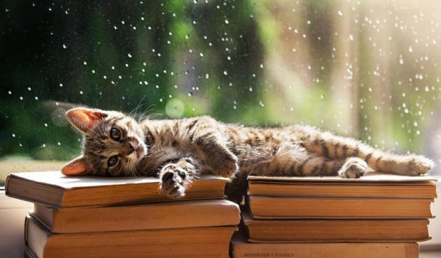 С книгой по жизни что мы читали в 2017 году – Кот на книгах