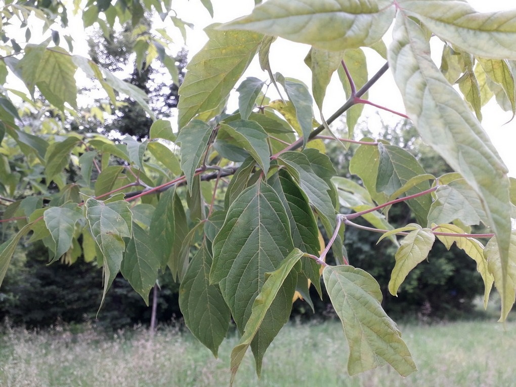 Samsung Galaxy J3 2017-пример снимка 6