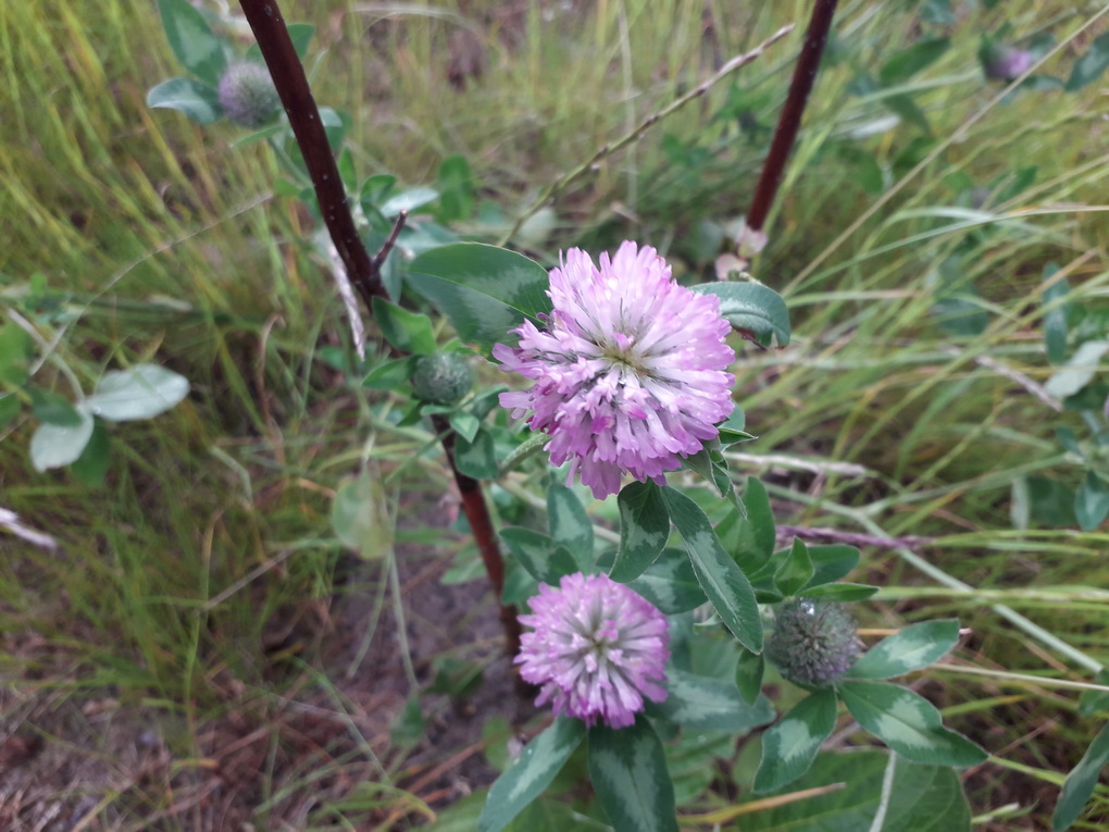 Samsung Galaxy J3 2017-пример снимка 8