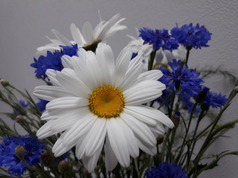 Samsung Galaxy J5 2017-пример снимка с основной камеры 1