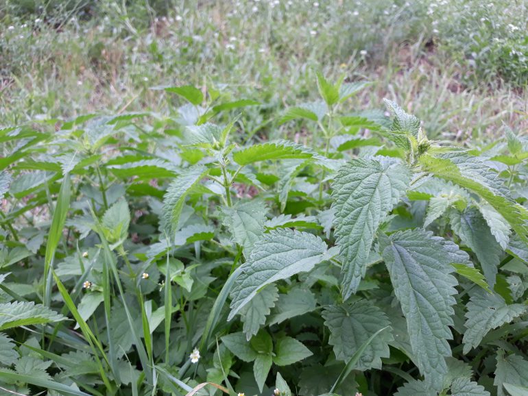 Samsung Galaxy J5 2017-пример снимка с основной камеры 7