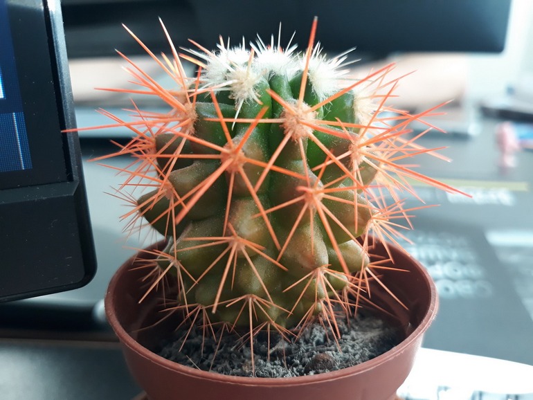 Samsung Galaxy J5 2017-пример снимка с основной камеры 8