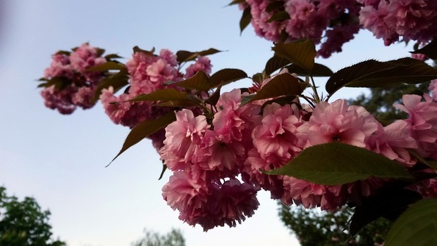 Sony Xperia XA1-пример фото с основной камеры 4
