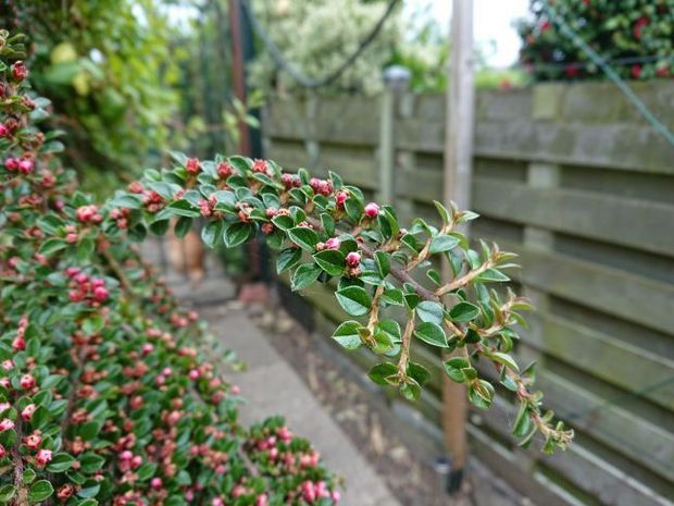 Sony Xperia XZ Premium-пример фото с основной камеры 8