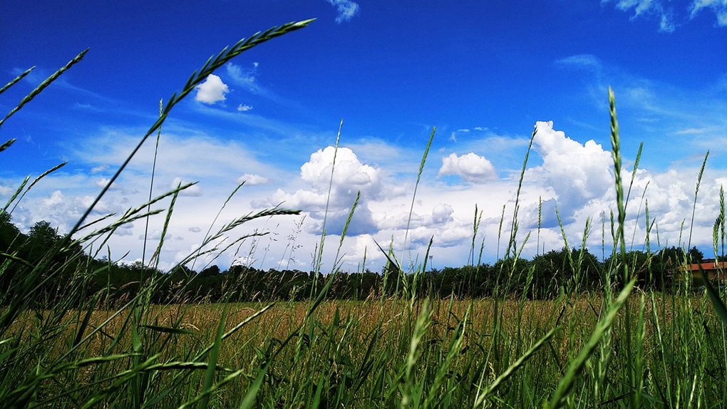 Xiaomi Mi Max 2-пример снимка 13