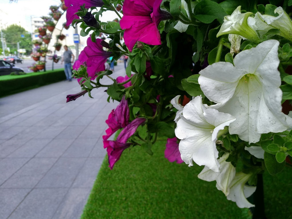 Xiaomi Mi Max 2-пример снимка 4