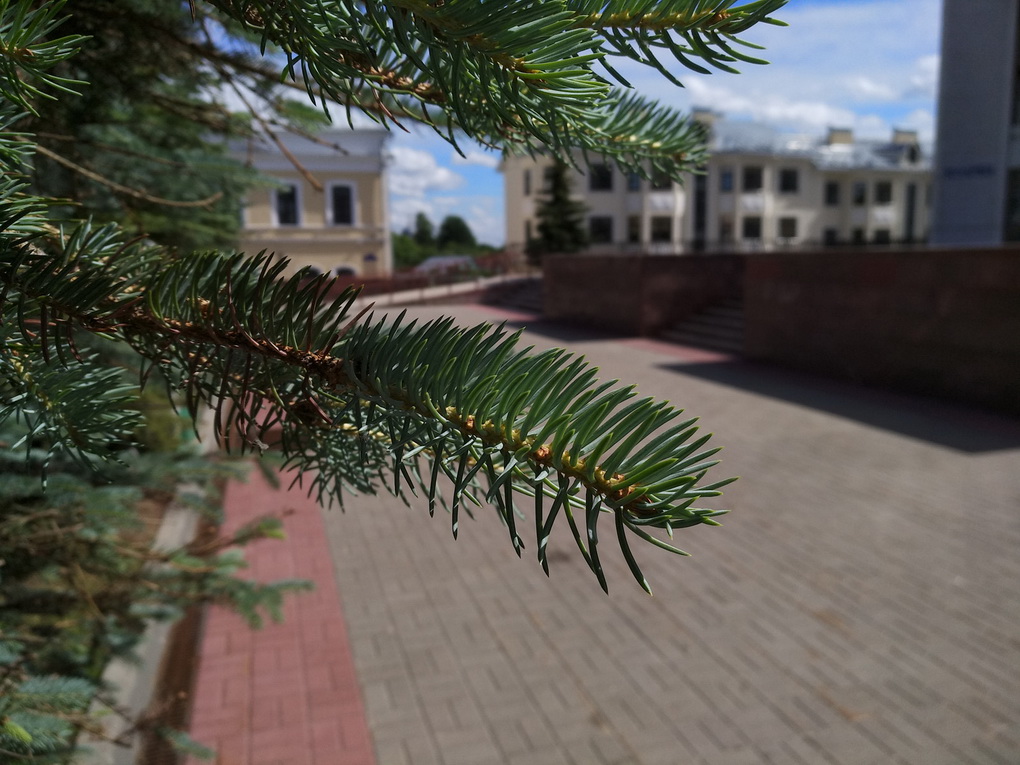 Xiaomi Mi Max 2-пример снимка 5