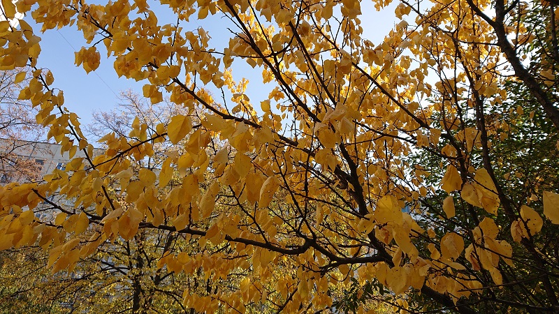 sony-xz3-24-17