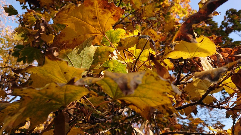 sony-xz3-24-4