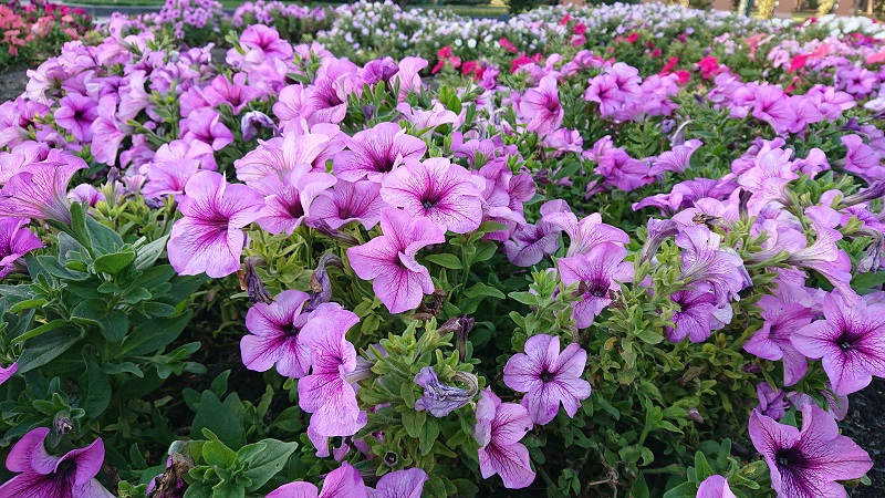 sony-xz3-24-8
